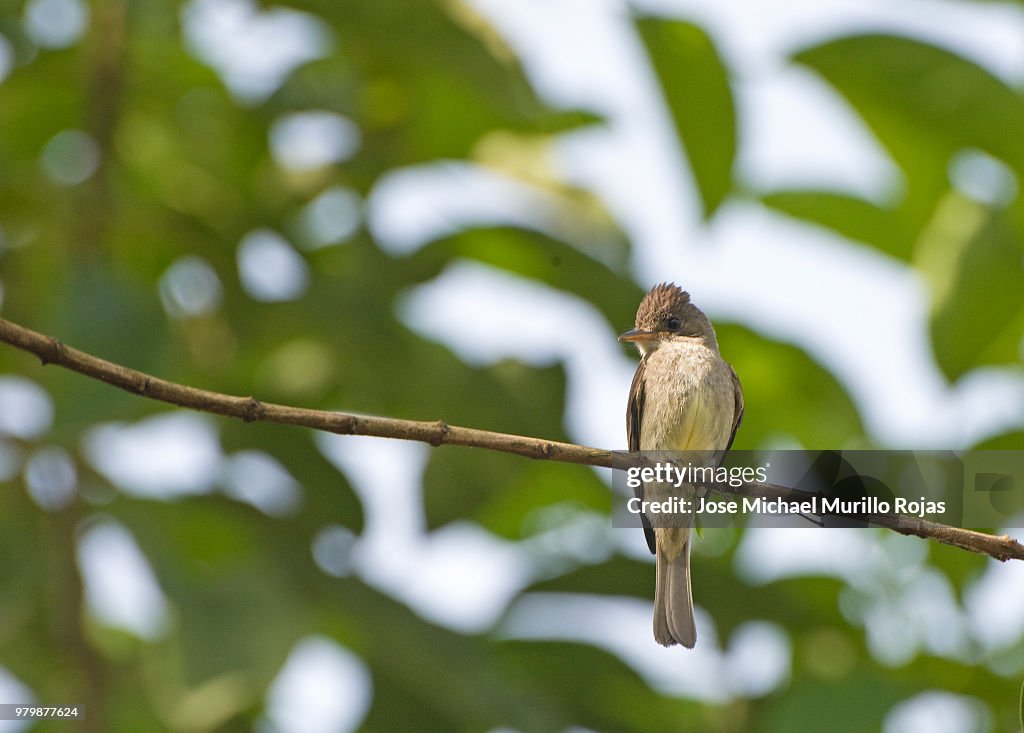 Eastern Wood- Pewee