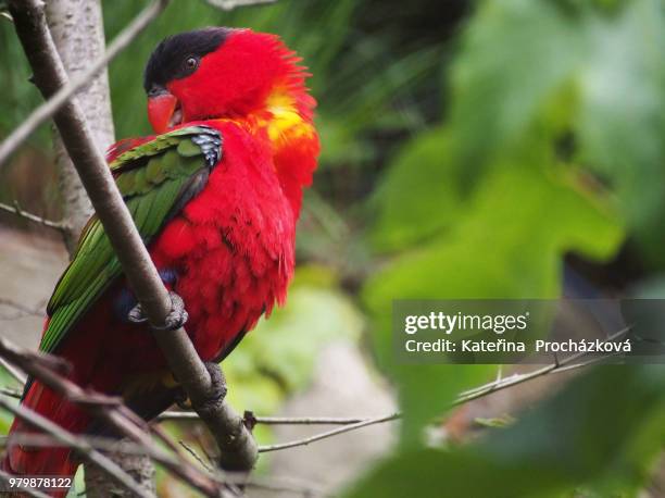 olympus digital camera - lory stock pictures, royalty-free photos & images
