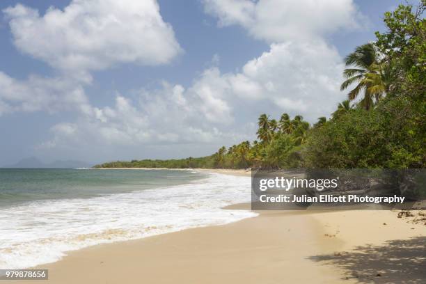 the pristine beach of les salines near to sainte anne, martinique. - saint anne stock pictures, royalty-free photos & images