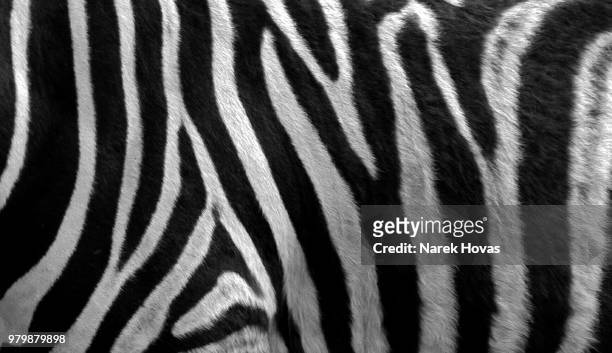 patterns of zebra - zebratryck bildbanksfoton och bilder