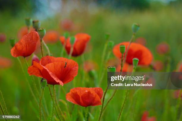 sunny poppies - nucleolus stockfoto's en -beelden