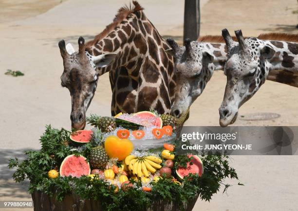 Giraffes eat iced fruits given out to help them endure the summer heat at South Korea's Everland Amusement and Animal Park in Yongin, south of Seoul,...