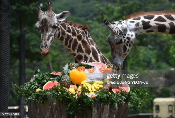 Giraffes eat iced fruits given out to help them endure the summer heat at South Korea's Everland Amusement and Animal Park in Yongin, south of Seoul,...