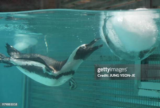 Jackass penguin plays with an ice block to help him endure the summer heat at South Korea's Everland Amusement and Animal Park in Yongin, south of...