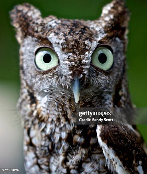 screech owl portrait - assiolo americano foto e immagini stock