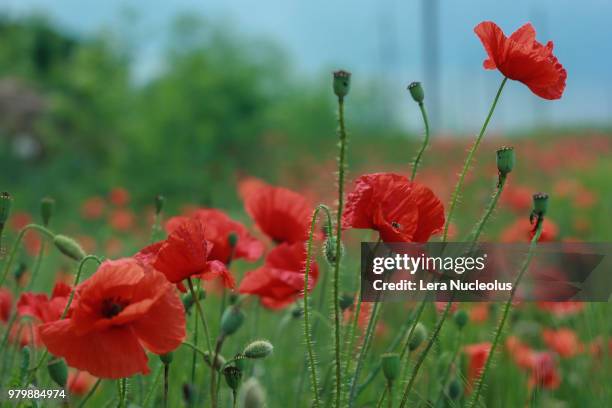 poppy time! - nucleolus stockfoto's en -beelden