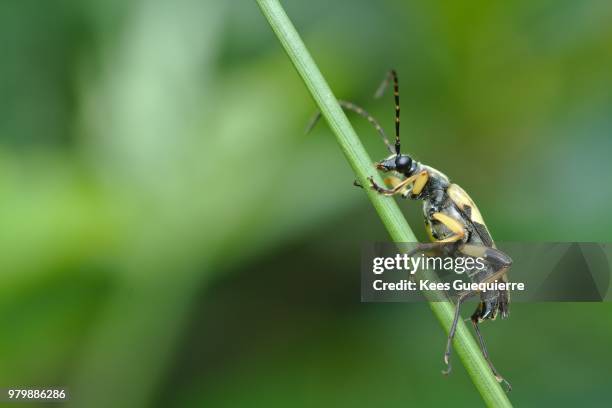 spotted longhorn - spotted longhorn beetle stockfoto's en -beelden