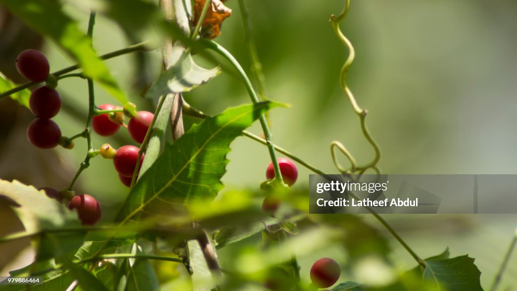 Different perpective of Neem Tree