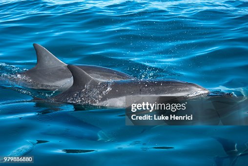 Two dolphins surface Two dolphins surface