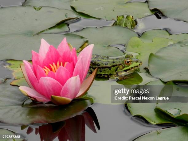 nenuphar et grenouille - grenouille stock pictures, royalty-free photos & images