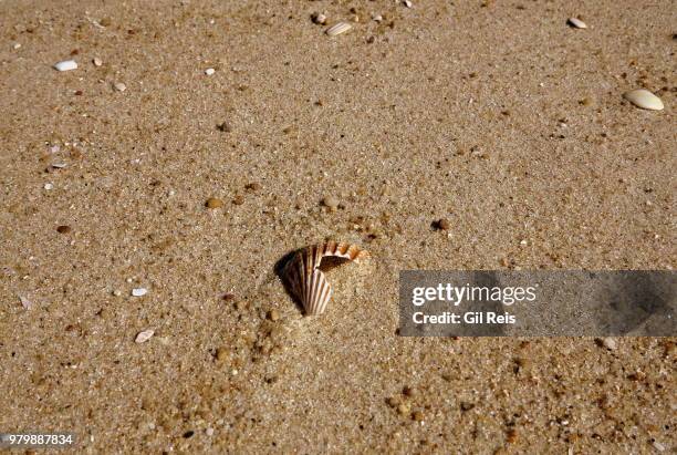 broken shell - broken seashell stock pictures, royalty-free photos & images