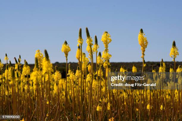bulbine - bulbine stock pictures, royalty-free photos & images