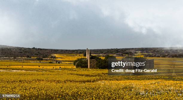 bulbine fields - bulbine stock pictures, royalty-free photos & images