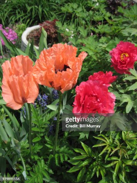 Peony Poppy Photos and Premium High Res Pictures - Getty Images