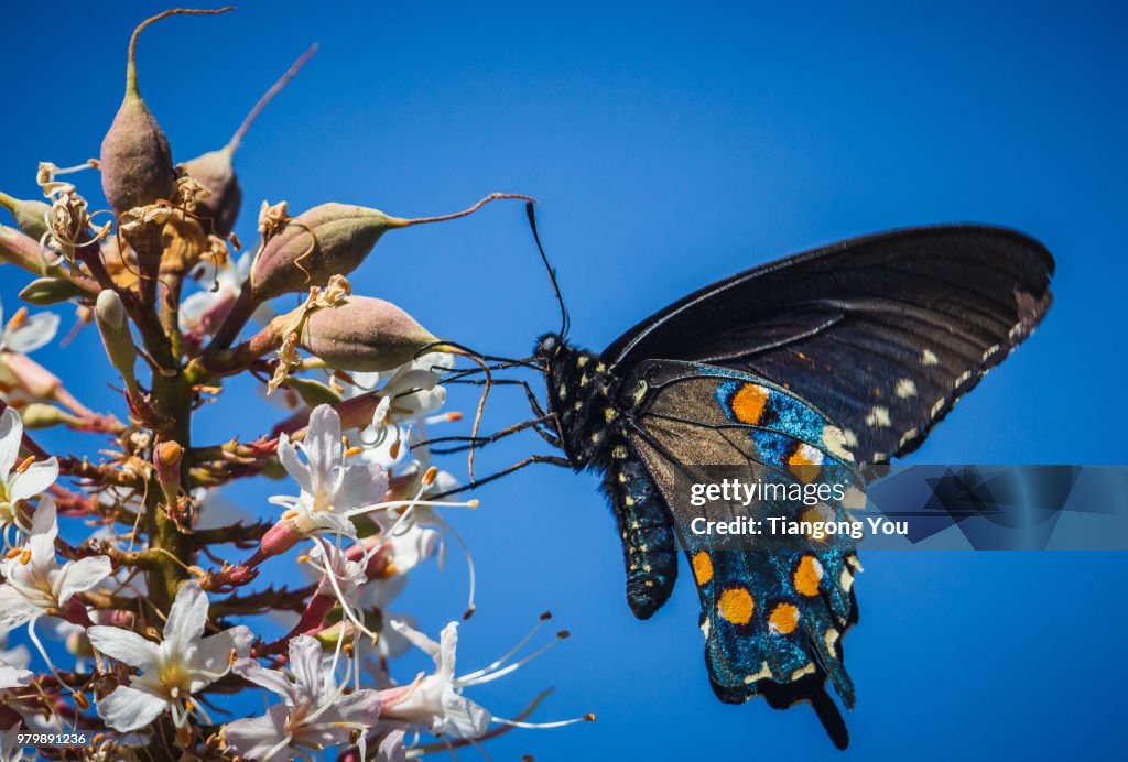 Pipevine Swallowtail