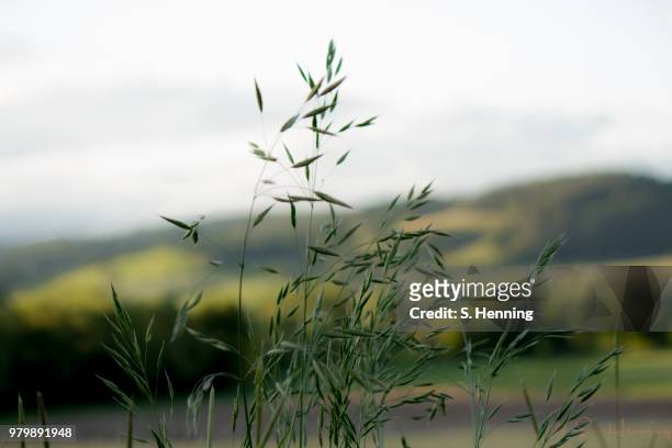 gras - gras field stock pictures, royalty-free photos & images