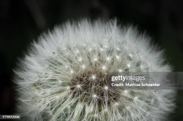 pusteblume - pusteblume stock pictures, royalty-free photos & images