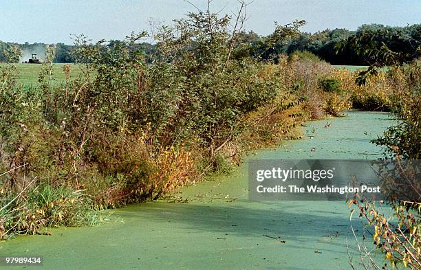 Sod farm mowers work in the background on Selden Island -- in the foreground is one of the pools of stagnant water where mosquitos thought to be...