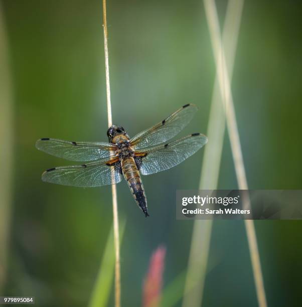 four spotted chaser - libellulidae stock pictures, royalty-free photos & images