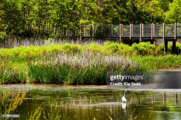 in the marsh - kip imagens e fotografias de stock