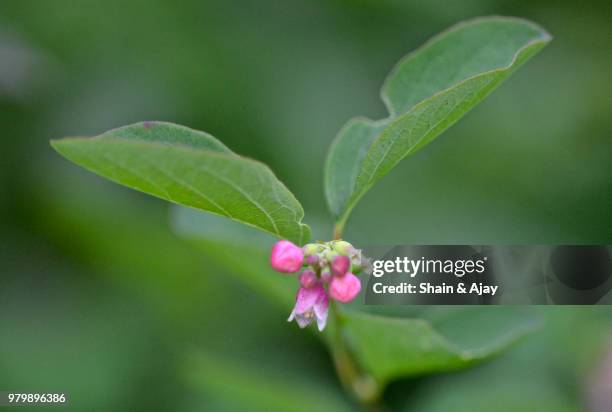 wings of nature - shain stock pictures, royalty-free photos & images