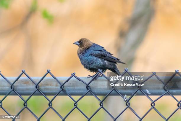 brown-headed cowbird - cowbird stock pictures, royalty-free photos & images