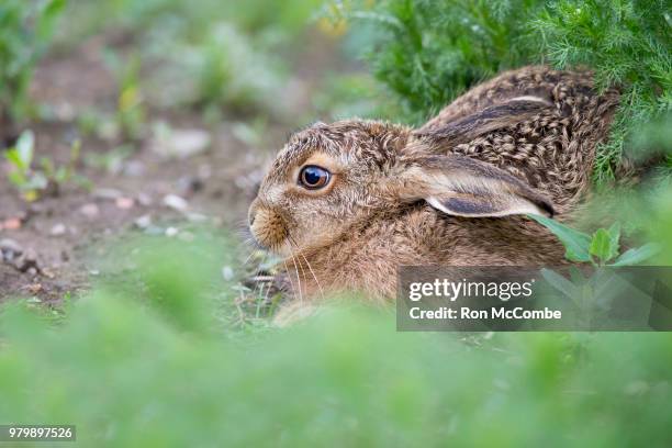 153 Leveret Stock Photos, High-Res Pictures, and Images - Getty Images