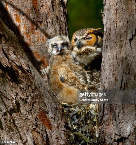great horned owl nesting with her owlet, florida, usa - owlet stockfoto's en -beelden