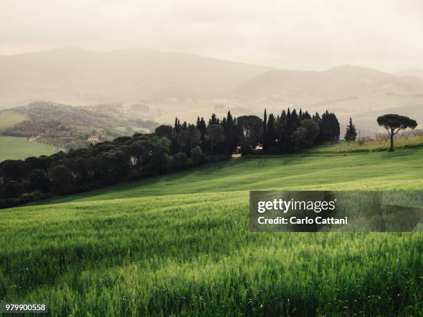 colline verdi - colline stock pictures, royalty-free photos & images