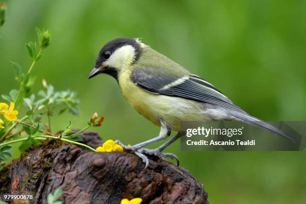 yellow great tit (parus major) bird perching - chapim real imagens e fotografias de stock