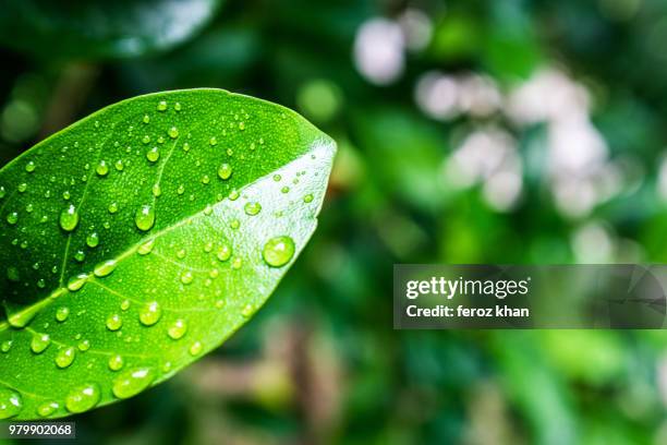 leaf - feroz stock pictures, royalty-free photos & images