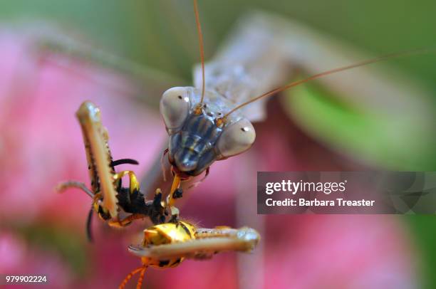 mantis (mantodea) eating hornet (vespa) - abejorro fotografías e imágenes de stock