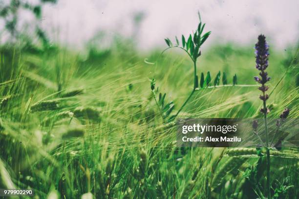 green wheat (triticum spp.) and purple wildflower - spp stock pictures, royalty-free photos & images