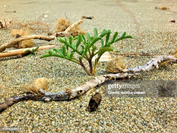 stillleben am strand - stillleben stockfoto's en -beelden