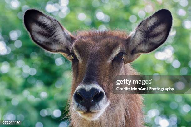 defassa waterbuck - defassa waterbuck stock pictures, royalty-free photos & images