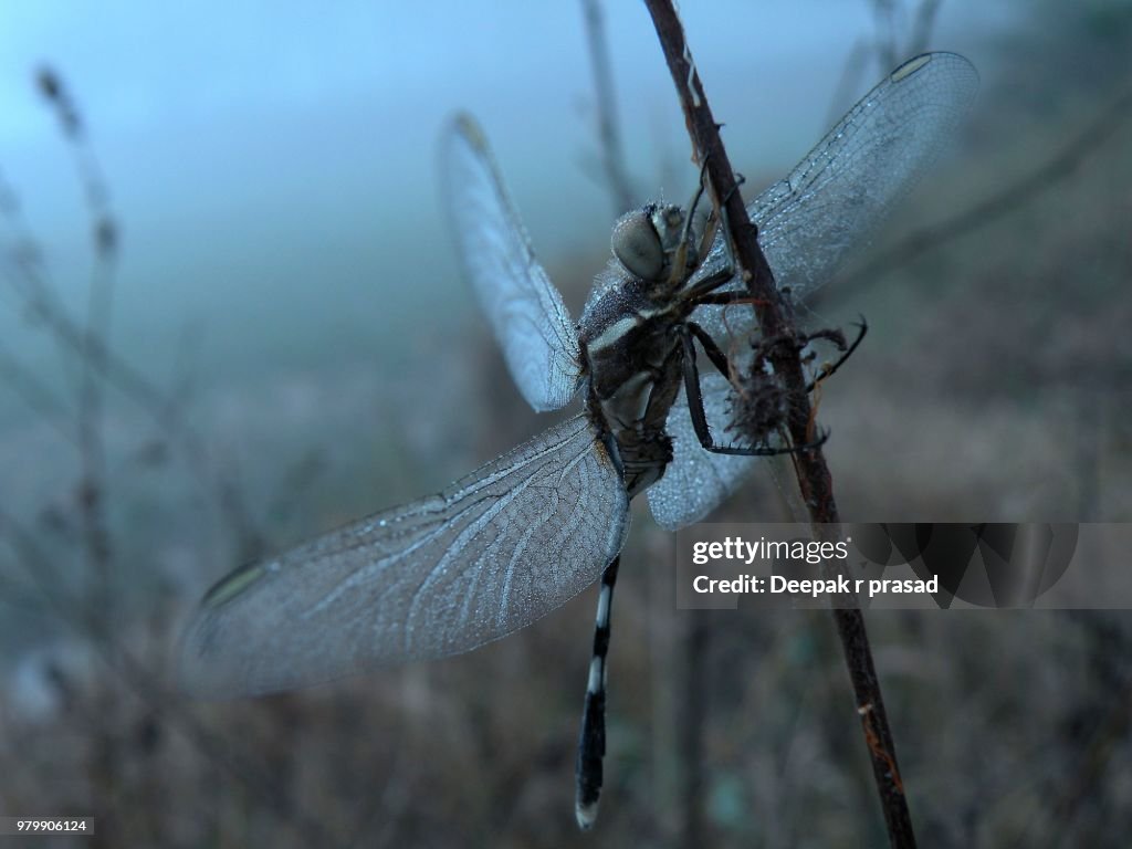 Close up of dragonfly perching on stem