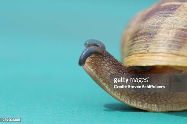 snails - essbare weinbergschnecke stock-fotos und bilder