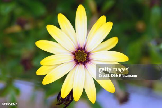 gelbe blume - gelbe blume stock pictures, royalty-free photos & images