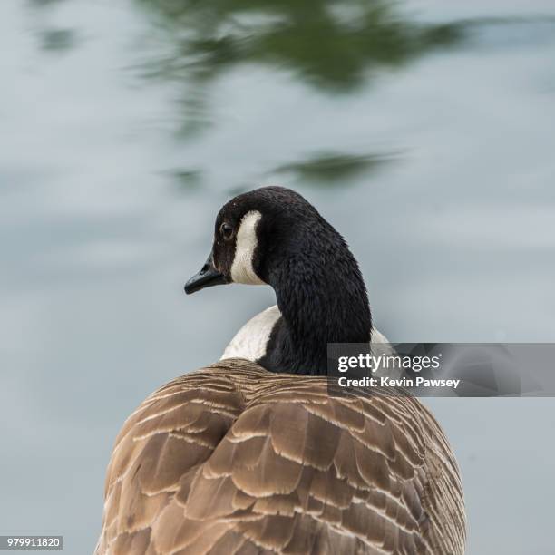 Duck Rear Duck Water On A Ducks Back Photos and Premium High Res Pictures - Getty ...