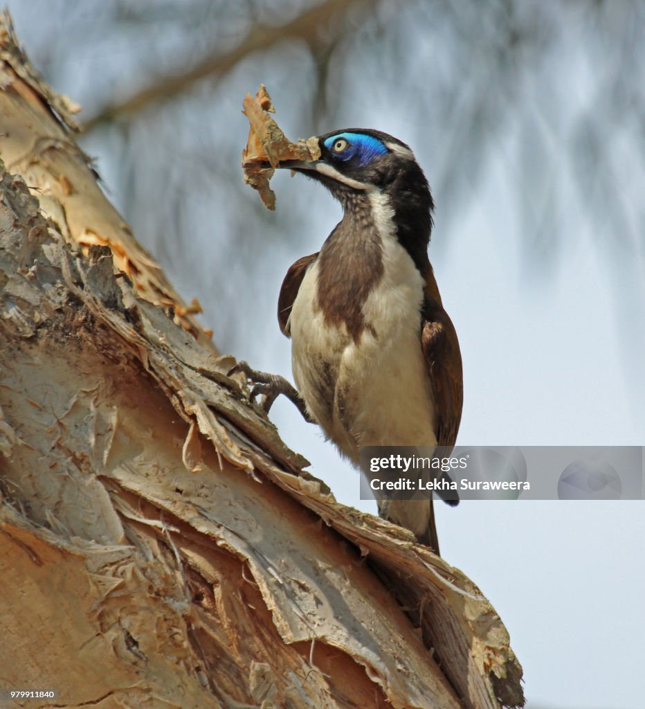 Blue Faced- Honey eater
