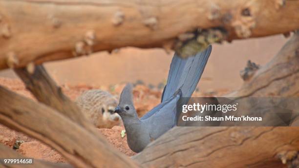 birds of same feathers - arara azul grande imagens e fotografias de stock