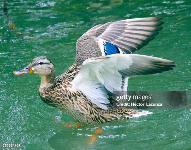 pato con alas extendidas 2 - alas stockfoto's en -beelden