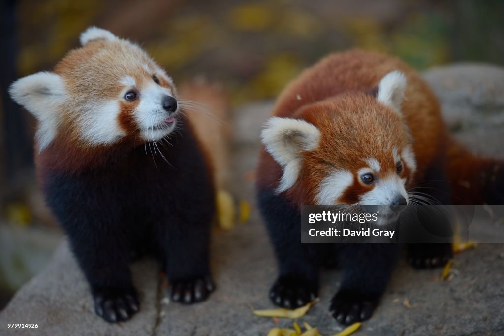 Portrait of two red pandas cub, Canberra, Australia