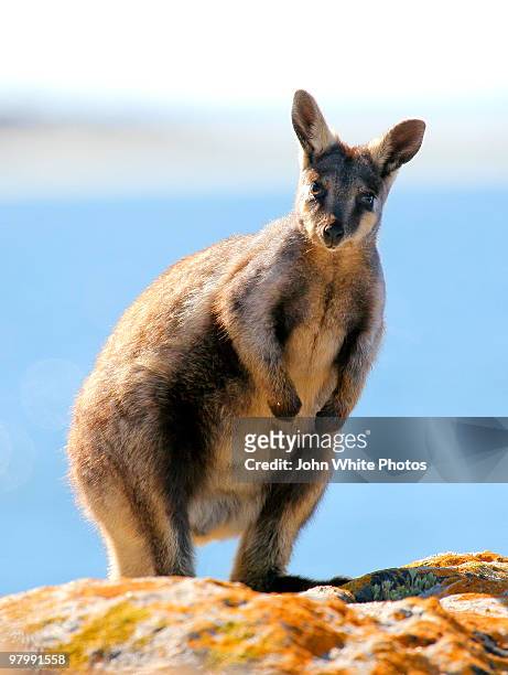 yellow tail rock wallaby - wallaby stock-fotos und bilder