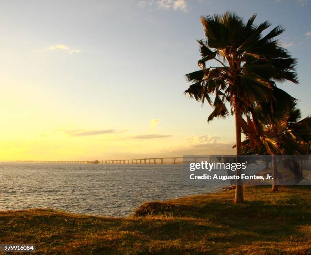 seascape with palm trees and remote ponte rio niteroi, brazil - ponte hebden stock-fotos und bilder