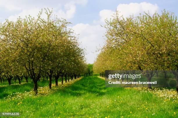 fruity promise - pomar - fotografias e filmes do acervo