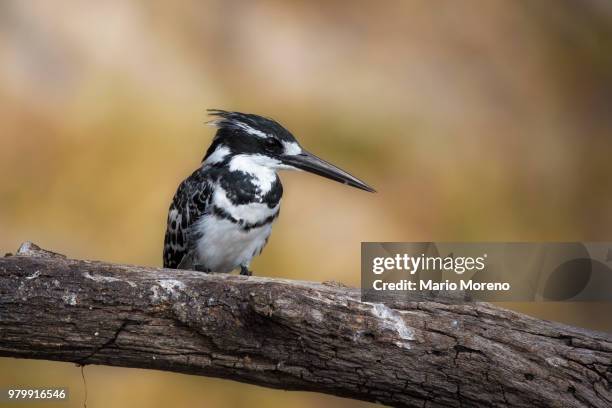 pied kingfisher (ceryle rudis) perching on branch, chobe national park, botswana - pied kingfisher ceryle rudis stock pictures, royalty-free photos & images