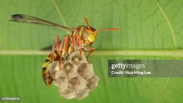 wasp guarding - feldwespe stock-fotos und bilder