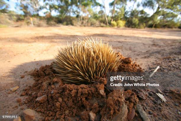 echidina - spiny anteater stock pictures, royalty-free photos & images