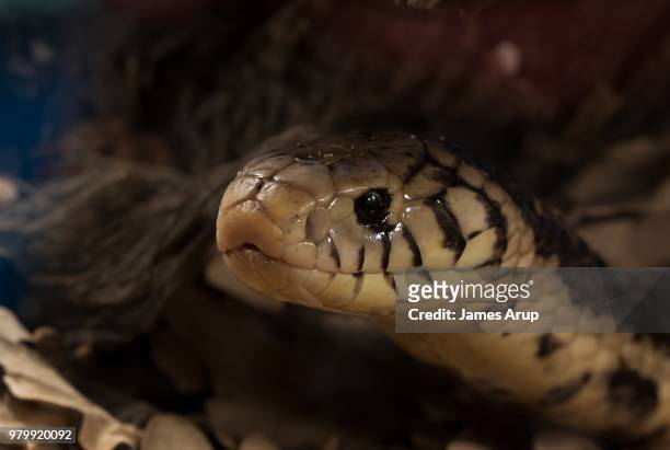 forest cobra 2 - forest cobra stock pictures, royalty-free photos & images